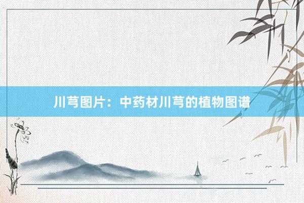 川芎图片：中药材川芎的植物图谱